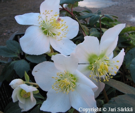 Helleborus niger